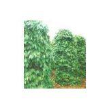 Piperine thumbnail-1