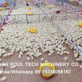 Congo Chicken Shed Broiler Deep Litter System & Broiler Flooring Raising System with Nipple Drinker System & Feeding Pan System