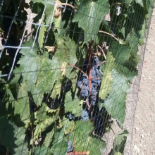 18-Strands 2CM 3CM 4CM Hole Size Heavy Anti Bird Netting,Poultry Aviary Knotted Polyethylene Protection Net thumbnail-4