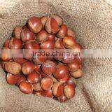 Fresh Chinese Dandong Chestnut thumbnail-4