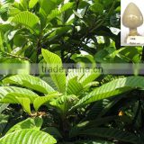 factory supply loquat leaf extract 5% maslinic acid