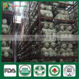 Wholesale Factory Price China Supplier Organic Shiitake Mushroom Growing Kits Bag thumbnail-2