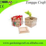 Import China Products Bonsai Tree Magic Growing Message Beans thumbnail-6