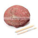 Dino Egg Dig Kits Dinosaur Baby Model thumbnail-3