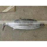 FIRST CLASS FROZEN AND FRESH BONITO FROZEN AND FRESH BONITO thumbnail-1