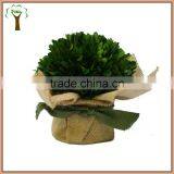 Preserved Boxwood Ball in Burlap Pot thumbnail-1