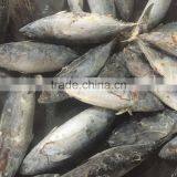 Frozen Bonito Tuna 750g up for Sale thumbnail-1