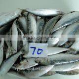 China Best Price Frozen Sardine Fish thumbnail-1