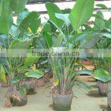 Strelitzia Nicolai Ornamental Plants thumbnail-3