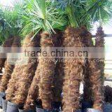 Trachycarpus Fortunei Potted With Good Leaves thumbnail-1