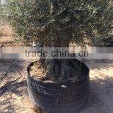 Bonsai Olive Tree Extra Large thumbnail-2
