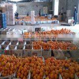 Yongchun Mandarin,Clementine Orange thumbnail-1