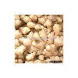 Air-Dried Fresh Ginger thumbnail-1