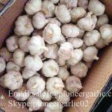 New Crop Fresh Chinese Normal White Garlic (5.0cm, 5.5cm, 6.0cm)Mesh Bag Or Box Packing thumbnail-2