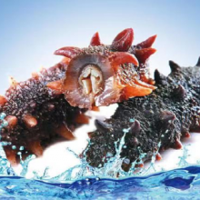 Natural Animal Extract Sea Cucumber Collagen peptide powder amazon thumbnail-3