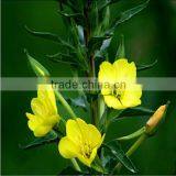 100% Natural Organic Evening Primrose Oil