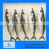 frozen mackerel fish food