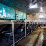 High Quality Tea and Compitive Price Green Tea SP2 thumbnail-5