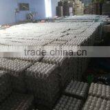 White Shell Egg Bulk Exporter thumbnail-3