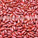 SPECKLED KIDNEY BEANS thumbnail-1