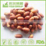 HACCP,ISO,BRC,HALAL Certification Garlic Peanuts With Best Quality and Hot Price thumbnail-3