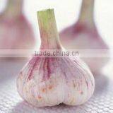 Sell For Ecuador Size 5.0cm Garlic