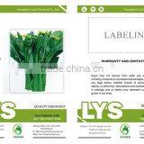 CS04 Dazhong 80 Days Cold Resistant Choy Sum Seeds of Vegetable Seeds thumbnail-2