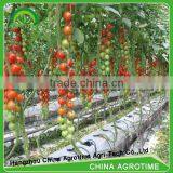Hot Used Sale Hydroponic Tropical Greenhouse for Tomato thumbnail-5