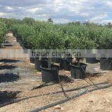 Olive Tree - Olea Europaea "Florida" thumbnail-2