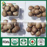 Shiitake Mushroom Frozen,Shiitake Mushroom Kit,Shiitake Production thumbnail-6