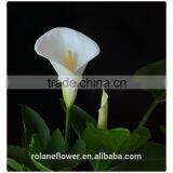 2016 China wholesaler natural calla flower for festival decoration