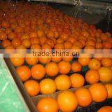 Valancia Orange thumbnail-1