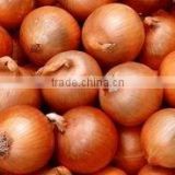 2010 new crop yellow onion