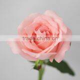 Hot Sale Fresh Cut Daiana Pink Rose Flowers thumbnail-2