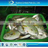 New Arrival Frozen Golden Pomfret on Sale thumbnail-1