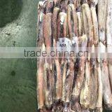 BQF Illex Argentina/argentinus Squid WR thumbnail-2