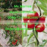 Spiral Wire for Tomato Growing