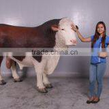 Hereford Bull thumbnail-5