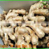 SHANDONG Fresh Ginger, Air Dry Ginger thumbnail-1
