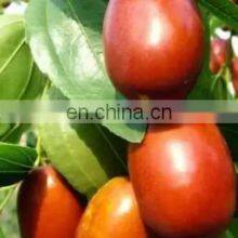 Turnkey Project Complete Set of Palm Dates Processing Line Date Syrup Production Line Factory Manufacture 500kg/hr thumbnail-5