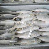 New Frozen Horse Mackerel 14-16cm 16-18cm 18-20cm