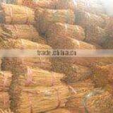 CASSIA (CINNAMON) thumbnail-1