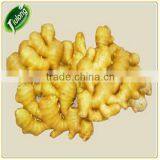 Providing in Large Quantity Hot Sale Fresh Ginger thumbnail-1