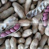 2014 New Crop Red Skin Peanut Kernels, Red Skin Four Grain Peanuts 40/50,50/60 thumbnail-3