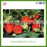 LiaoNing Province 2016 new crop fresh strawberry for sale