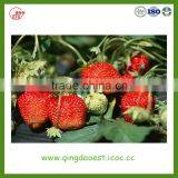 Fresh Strawberry for Sale From Jiangsu Province China thumbnail-2