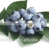 Bilberry Extract