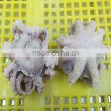 Octopus Variety Baby Octopus Size 40-60 thumbnail-2