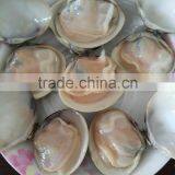 Best Season and Quality Frozen Cooked Hard Clam Sale thumbnail-1