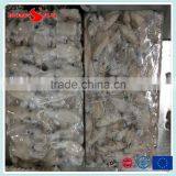 BQF Frozen Baby Loligo Squid thumbnail-1